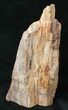 Free-Standing Petrified Wood (Elm) - McDermitt, OR #16896-2